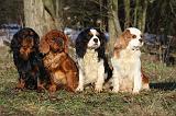 CAVALIER KING CHARLES 342
